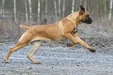 CANE CORSO 724
